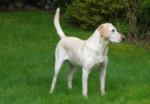 (c) 2011 Daniel G. Bernstein/DB-Designs