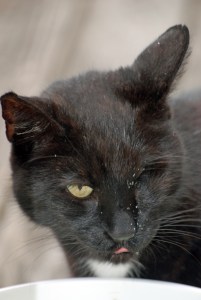 (c) 2012 Daniel G. Bernstein/DB-Designs