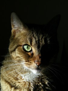 (c) 2009 Daniel G. Bernstein/DB-Designs