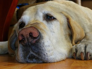 (c)2011 Daniel G. Bernstein/DB-Designs