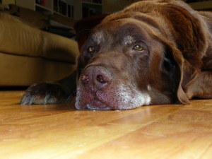 (c)2011 Daniel G. Bernstein/DB-Designs