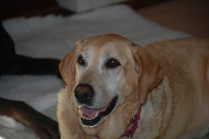 (c)2012 Daniel G. Bernstein/DB-Designs