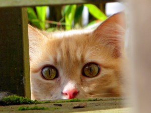 (c) 2011 Daniel G. Bernstein/DB-Designs